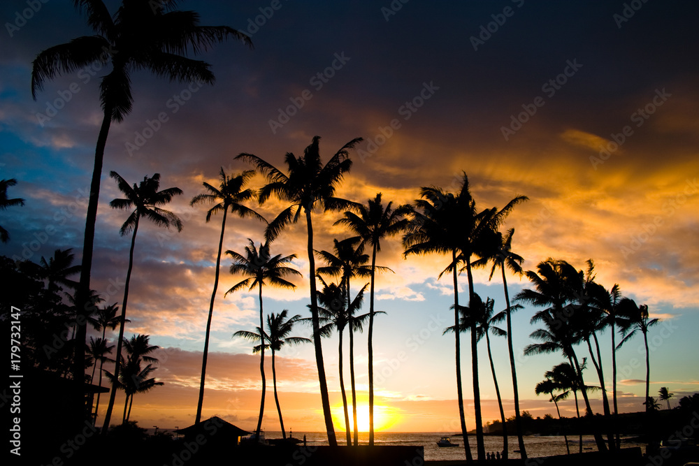 The Setting Sun through the Palms of Life The Setting Sun through the Palms of Life