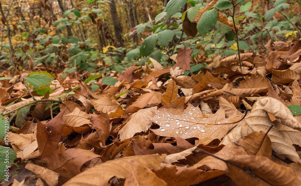 Rain drops on the leaf. Swiss Rain drops on the leaf. Swiss