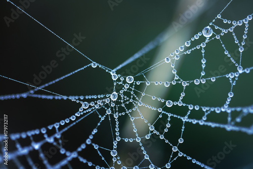 Cobweb in dew drops. Rain drops on a spiderweb. Toned