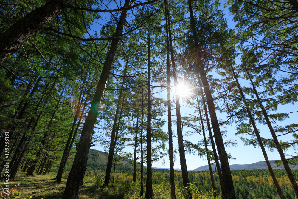 Obraz premium sunrise in the pine trees forest