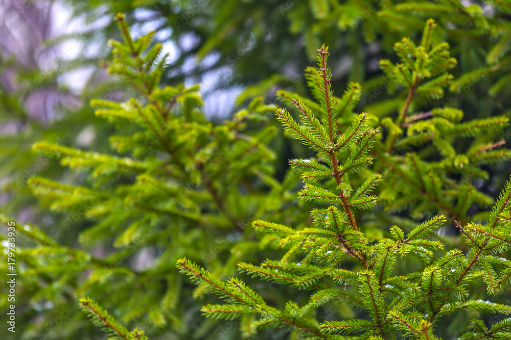 Evergreen prickly branches of a fur-tree or pine on nature background. Green spruce branches with the fallen first snow. Evergreen prickly branches of a fur-tree or pine on nature background. Green spruce branches with the fallen first snow.
