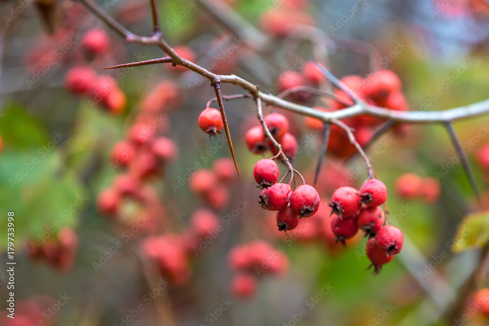 Red berries on a tree without leaves in the autumn in the garden closeup, copy space for text. The branch of hawthorn with thorns. Red berries on a tree without leaves in the autumn in the garden closeup, copy space for text. The branch of hawthorn with thorns.