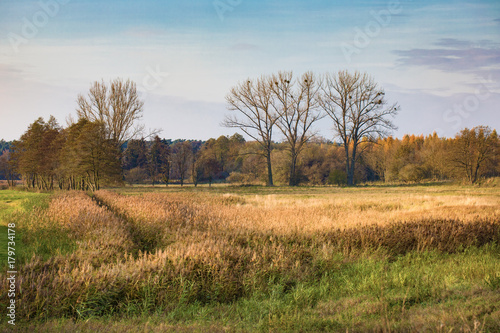 Fototapeta Naklejka Na Ścianę i Meble -  Polish meadow in autumn, nuturel reserve - Wielkopolski Park Narodowy, by Poznan.