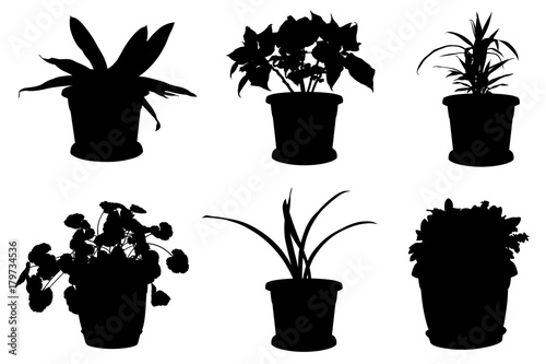 Fototapeta Naklejka Na Ścianę i Meble -  Set of different flowers in pots isolated on white