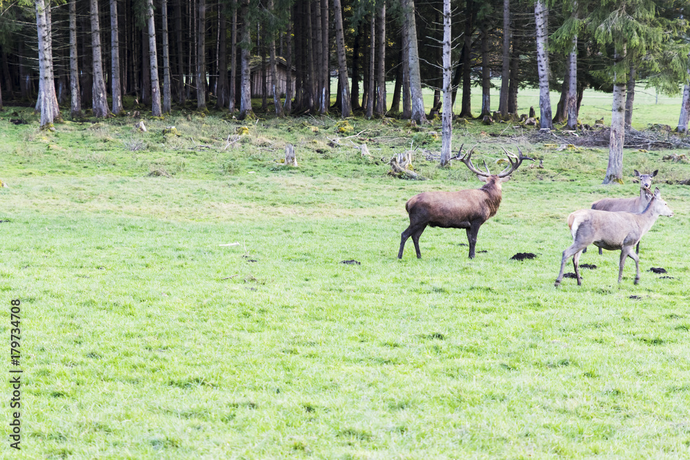Fototapeta premium European red deer in the forest