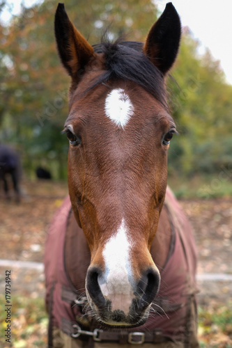 Cavallo alprato © Alfredo Panini