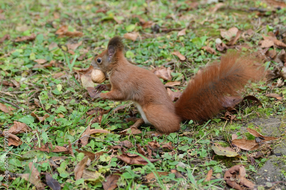 the squirrel hides the walnuts in the ground for the winter the squirrel hides the walnuts in the ground for the winter