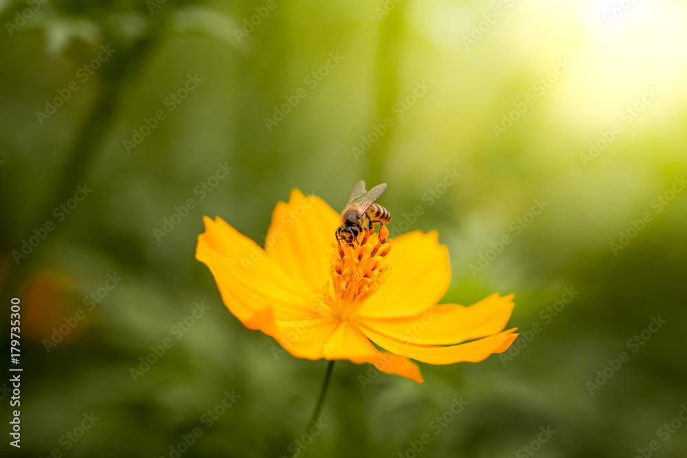 Close up of yellow, orange cosmos flower with a bee at the center with green leaves, buds, red pistils, stamen and plants on the background Close up of yellow, orange cosmos flower with a bee at the center with green leaves, buds, red pistils, stamen and plants on the background