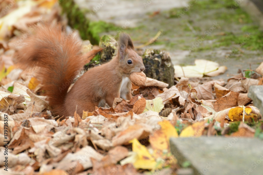 the squirrel hides the walnuts in the ground for the winter the squirrel hides the walnuts in the ground for the winter
