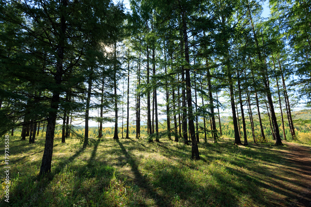 trail in the sunrise pine trees forest trail in the sunrise pine trees forest