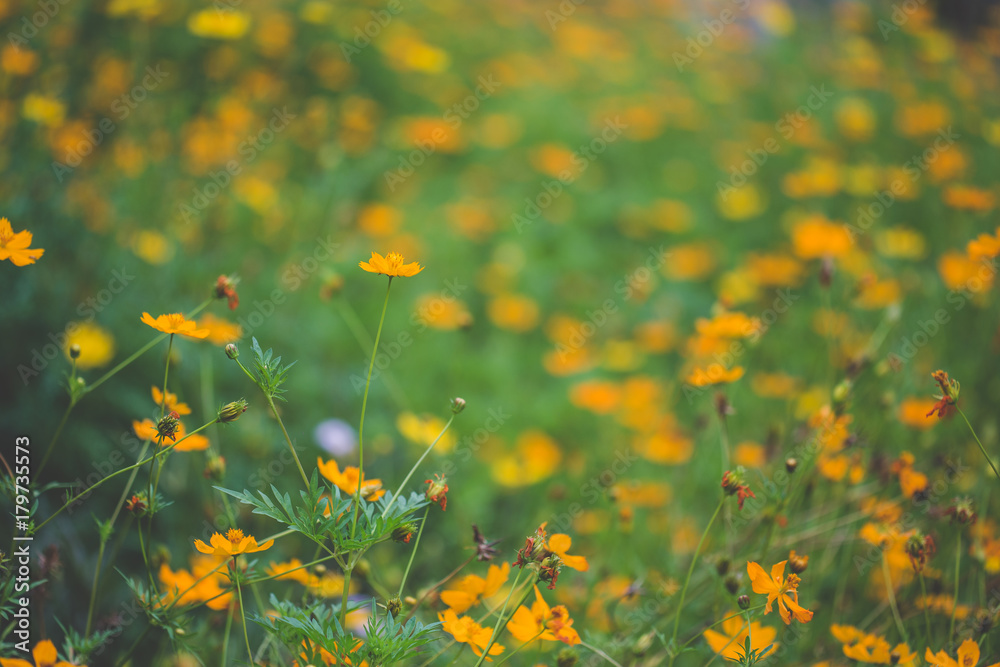 Yellow cosmos flower are blooming in field.Soft focus,blurred.Colorful cosmos flora bloom in garden,texture background.In spring season cosmos floral beautiful sunlight in meadow.cosmos background