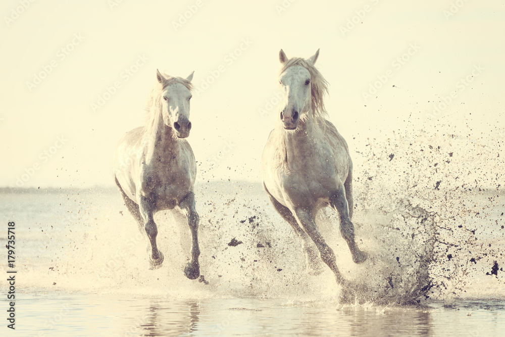 Beautiful white horses galloping on the water at soft sunset light, vintage image, Parc Regional de Camargue, Bouches-du-rhone department, Provence - Alpes - Cote d'Azur region, south France