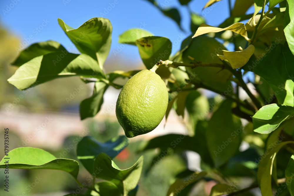 Citron mûrissant au soleil d'automne Citron mûrissant au soleil d'automne