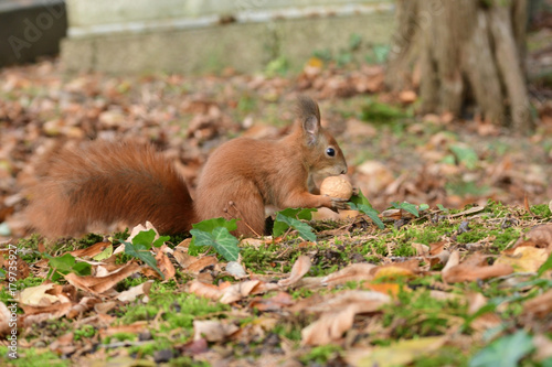 the squirrel hides the walnuts in the ground for the winter
