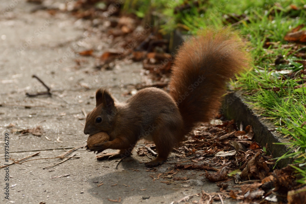 the squirrel hides the walnuts in the ground for the winter the squirrel hides the walnuts in the ground for the winter