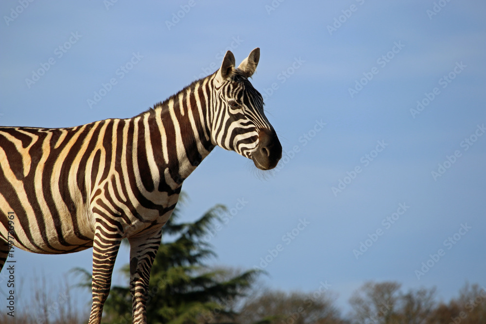 Fototapeta premium Maneless zebra