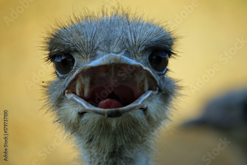 Ostrich © JohnatAPW