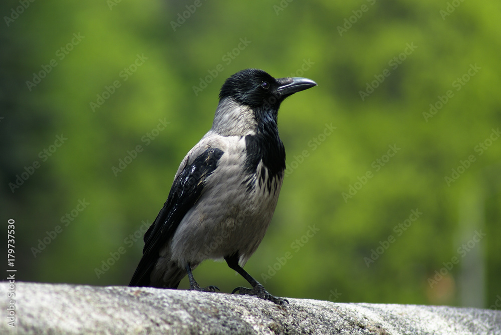Fototapeta premium Crow
