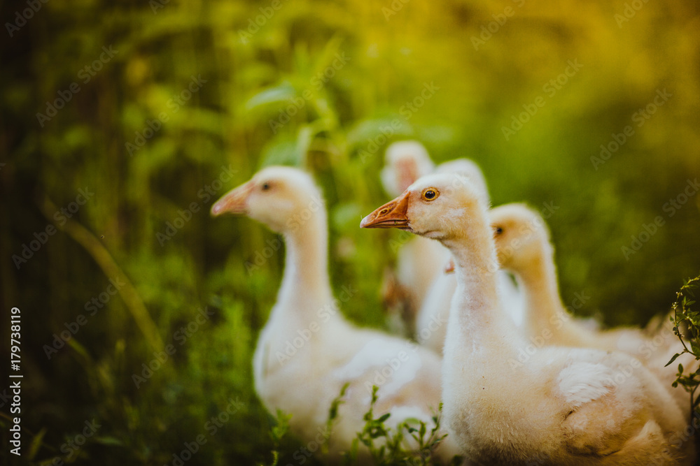 Five young goose together sit in the grass Five young goose together sit in the grass