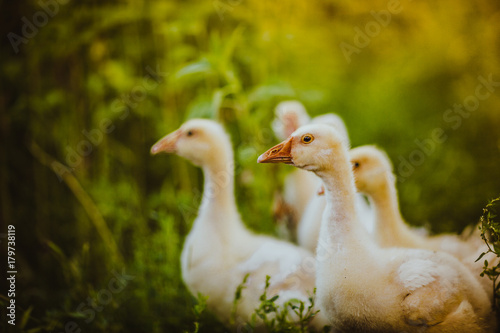 Five young goose together sit in the grass © ruslan1117