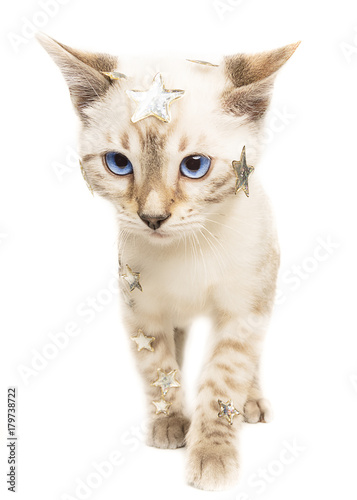 Fototapeta Naklejka Na Ścianę i Meble -  gattino bianco natalizio