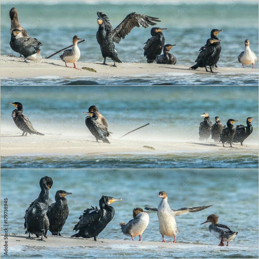 Fototapeta premium Kormorane und gänsesäger