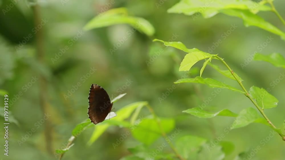 Butterfly on leaf, macro insect life in the tropical rain forest. Bangkok, Thailand. Butterfly on leaf, macro insect life in the tropical rain forest. Bangkok, Thailand.