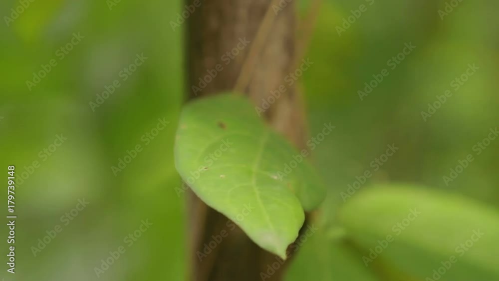Butterfly on leaf, macro insect life in the tropical rain forest. Bangkok, Thailand. Butterfly on leaf, macro insect life in the tropical rain forest. Bangkok, Thailand.