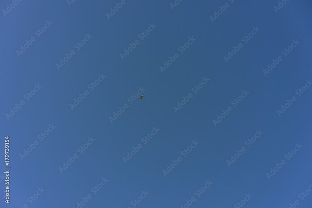 common eurasian buzzard flying in blue sky common eurasian buzzard flying in blue sky