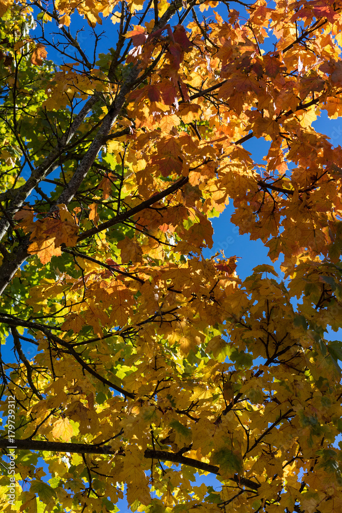 tree with red leaf and blue sky in autumn tree with red leaf and blue sky in autumn