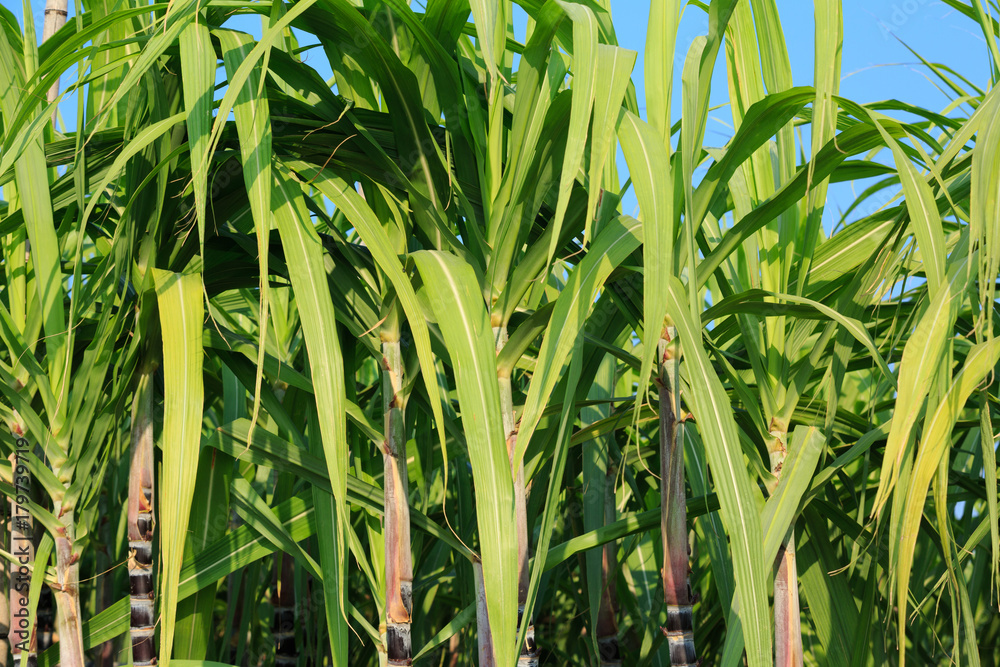 Obraz premium Sugarcane plants growing at field
