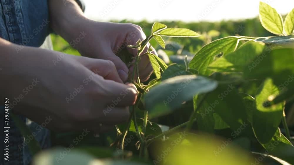 Green leaves of soy bean in hand. Slow motion