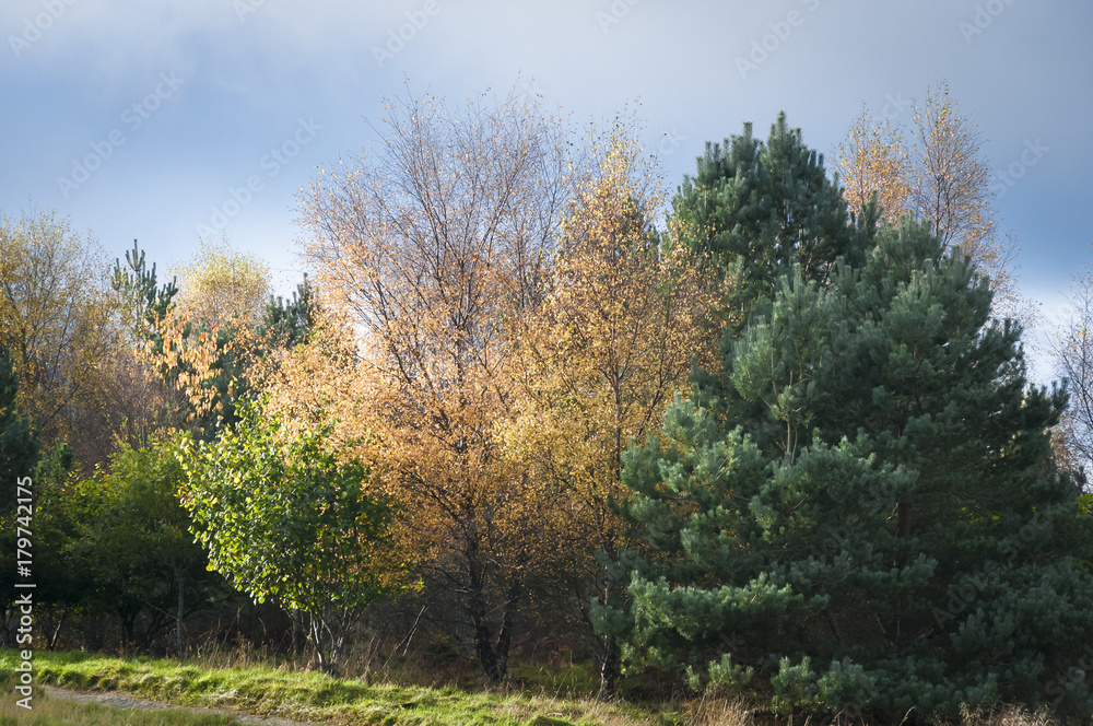 Autumnal Trees / Trees illuminated in the Scottish autumnal sunshine.