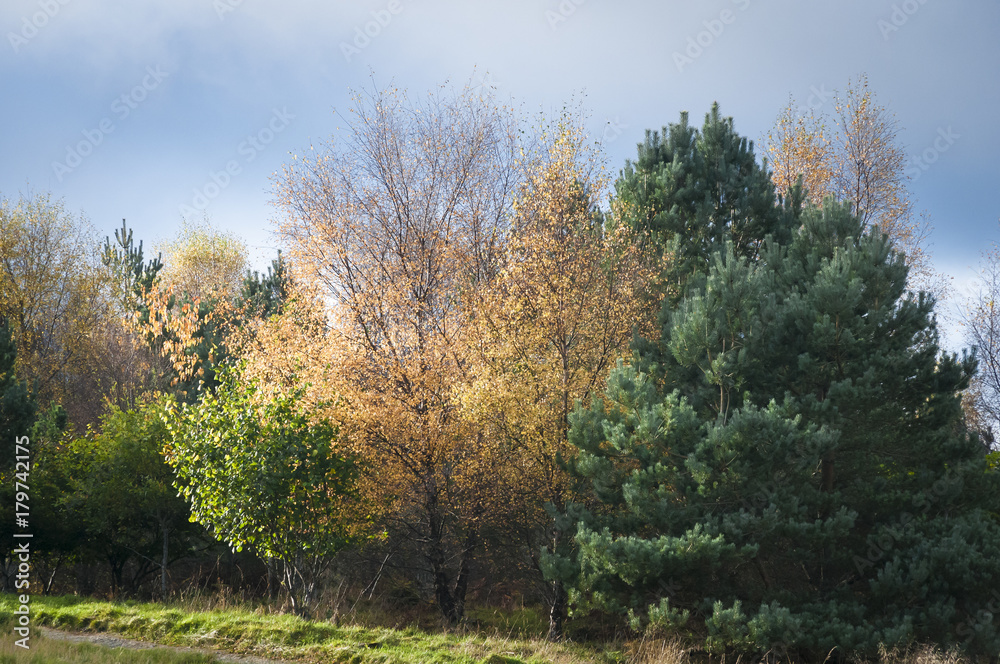 Autumnal Trees / Trees illuminated in the Scottish autumnal sunshine. Autumnal Trees / Trees illuminated in the Scottish autumnal sunshine.