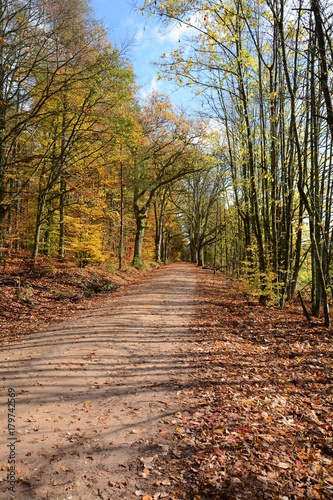 Waldweg im Fürstlichen Thiergarten