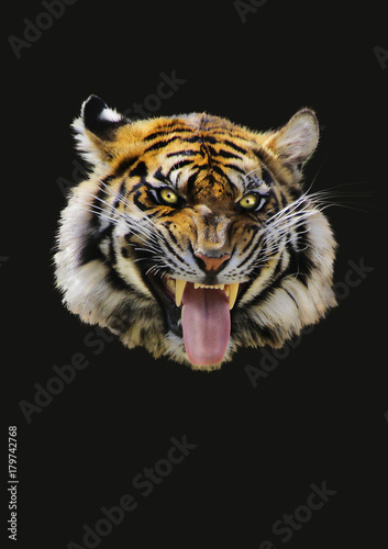 Tiger von vorne Portrait, schwarzer Hintergrund