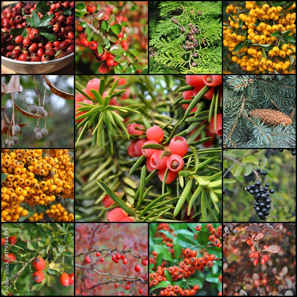 Fototapeta premium Owoce jesieni