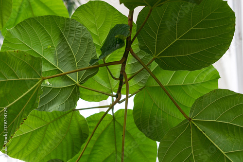 leaf of ficus auriculata moraceae elephant ear fig from nepal photo