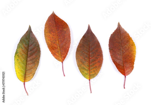 Cherry leaves isolated on white background, top view