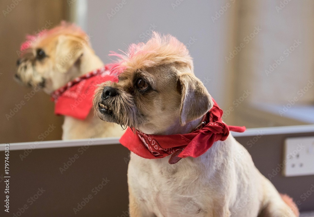 A Pug cross jack russell terrier dog with dyed pink hair, looking into the  mirror with a reflection. foto de Stock | Adobe Stock