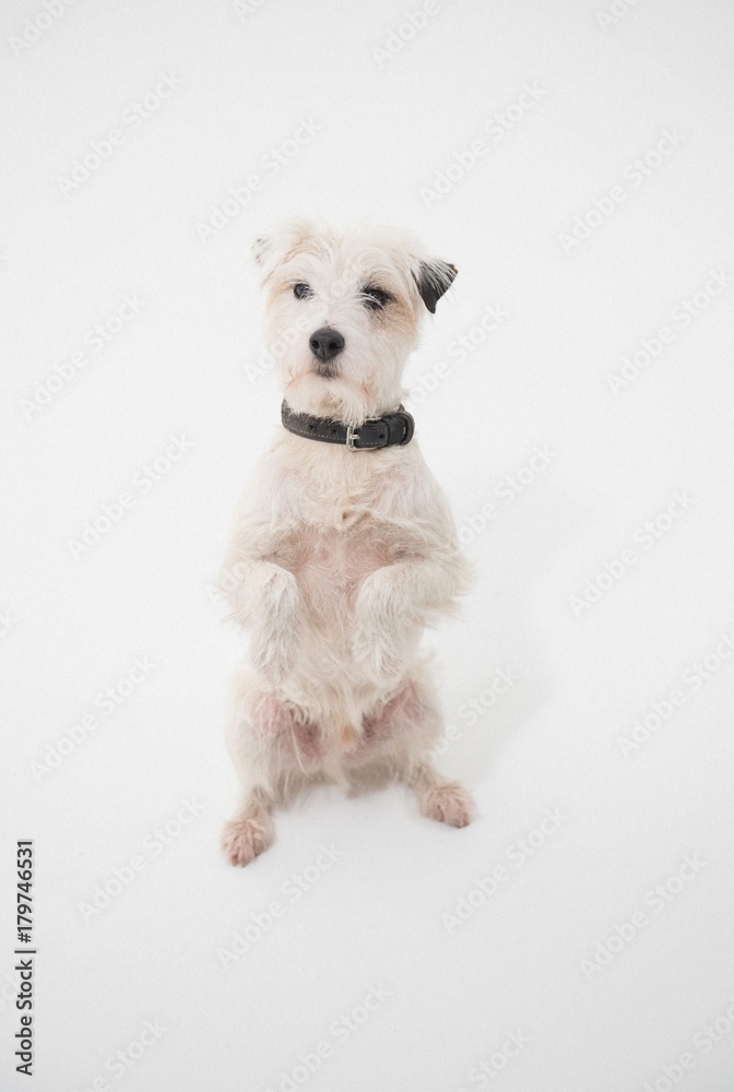 A white parsons russell terrier standing on its back legs, isolated on a white seamless wall in a photo studio. A white parsons russell terrier standing on its back legs, isolated on a white seamless wall in a photo studio.