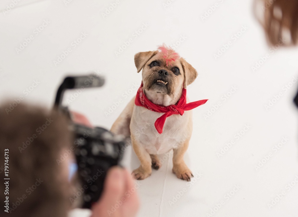 A Pug cross jack russell terrier dog, isolated on a white seamless wall in a photo studio.