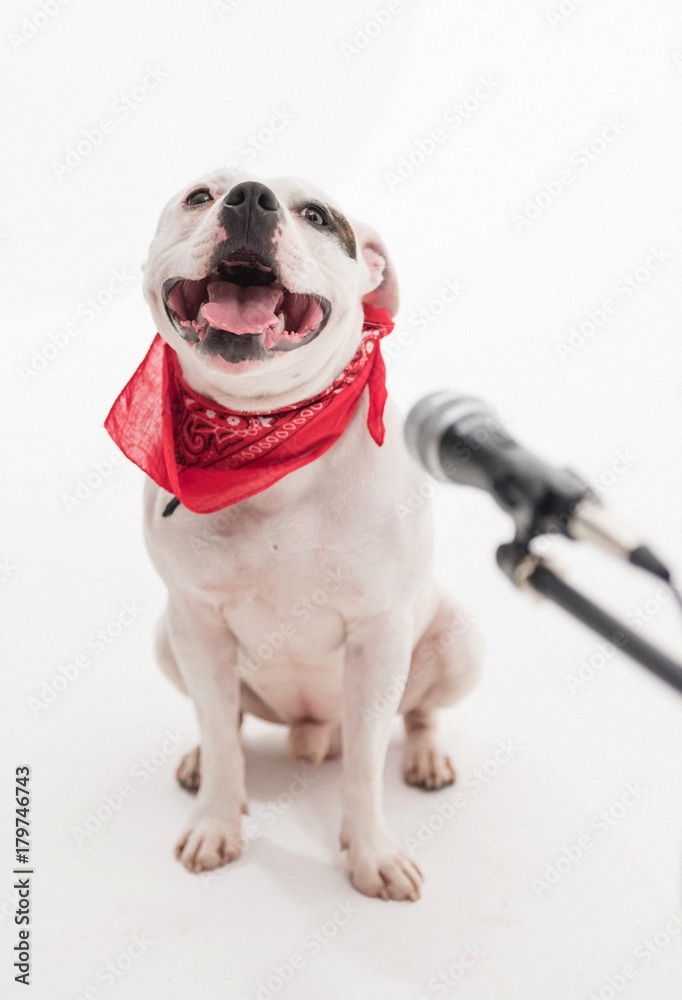 Fotka „A very cute black and white Staffordshire bull terrier dog singing  into a microphone, isolated on a white studio background The staff dogs  mouth is wide open.“ ze služby Stock