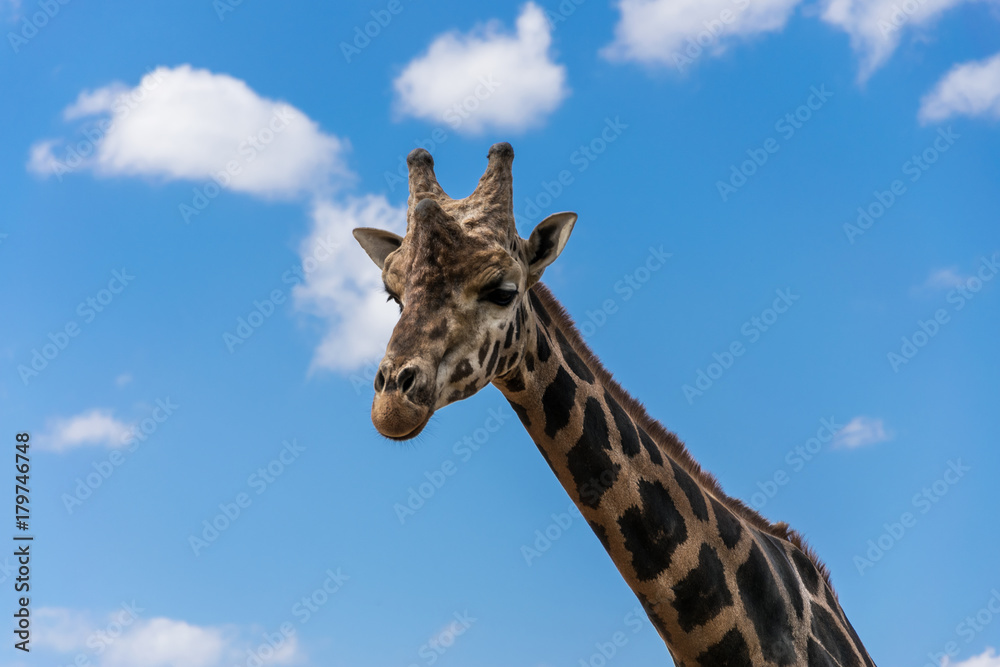 Naklejka premium Giraffe