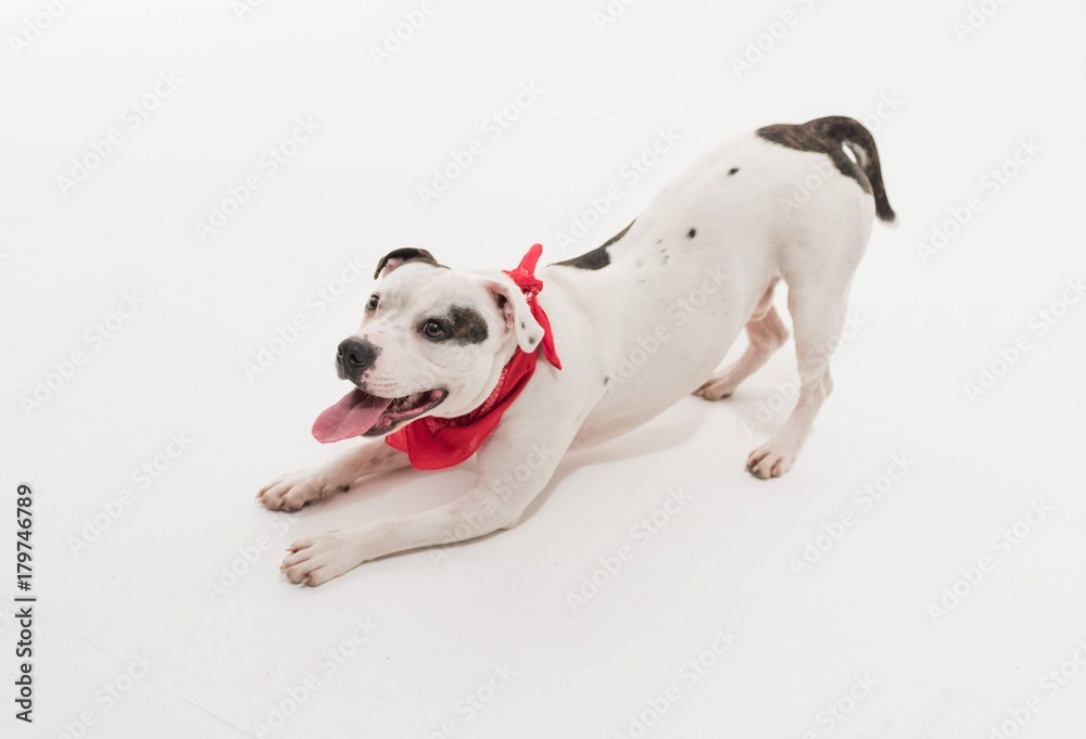A very cute black and white Staffordshire bull terrier dog posing on a white seamless studio infinity curve, with a red bandana around its neck.