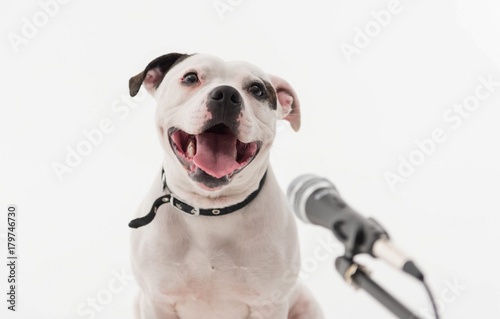 Photography A very cute black and white Staffordshire bull terrier dog singing into a microphone, isolated on a white studio background The staff dogs mouth is wide open