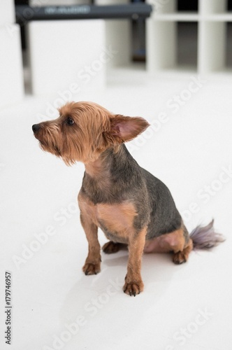 A yorkshire terrier dog singing into a microphone isolated on a white seamless wall in a photo studio.