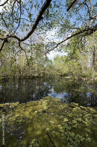 Cyprès chauve, Taxodium distichum, Corkscrew Swamp sanctuary d'Audubon, Floride, Etats Unis