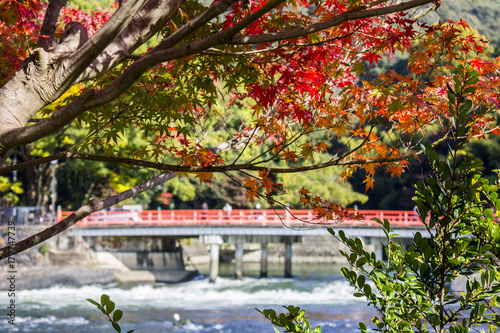 Views of a maple tree in autumn with a red wooden bridge in the background. Uji, Japan