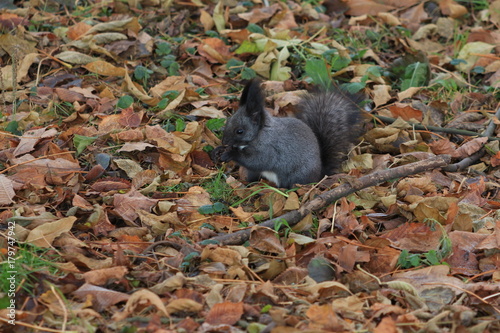 squirrel in the park